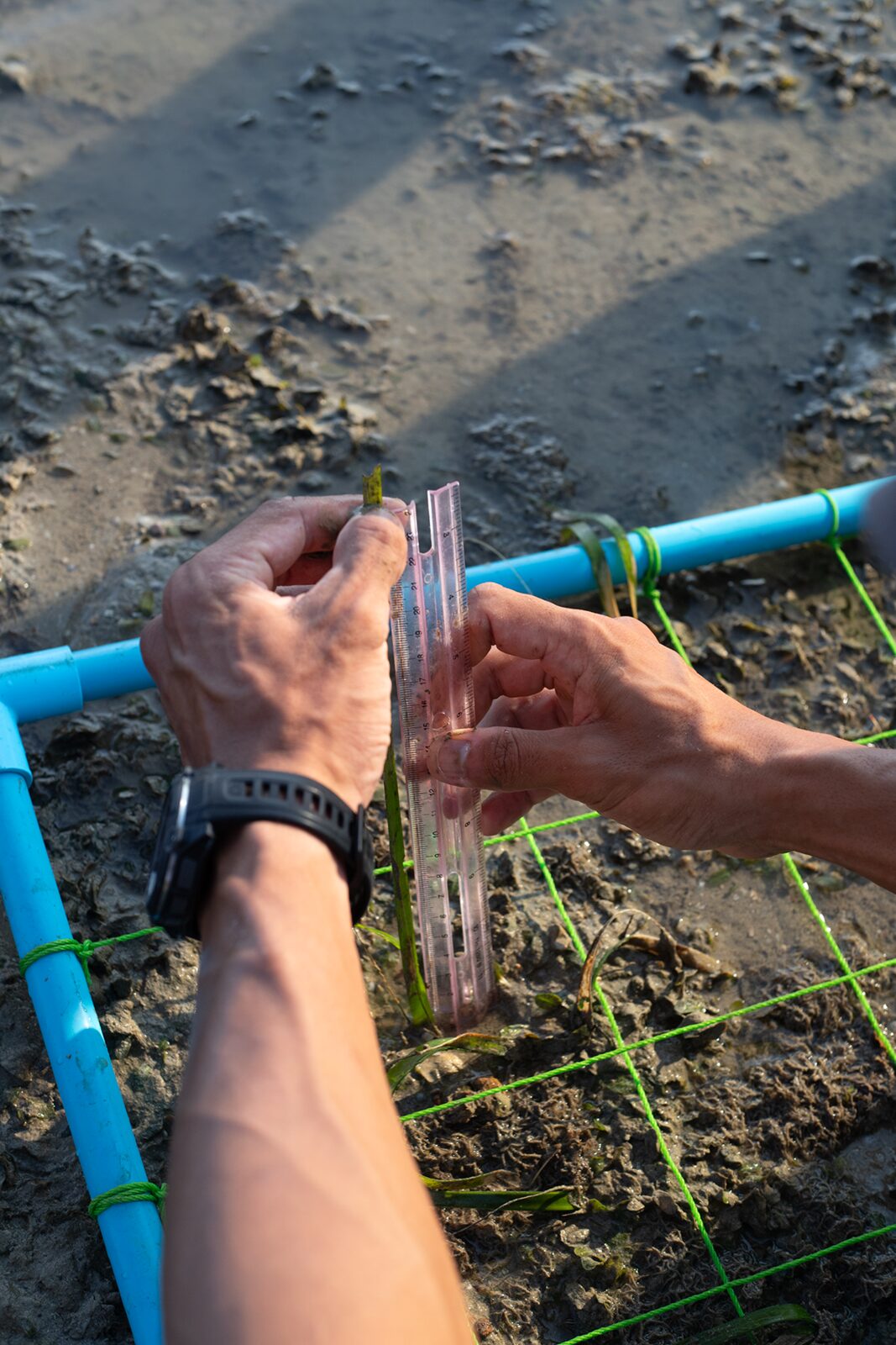 A researcher measuring a seagrass survey quadrat