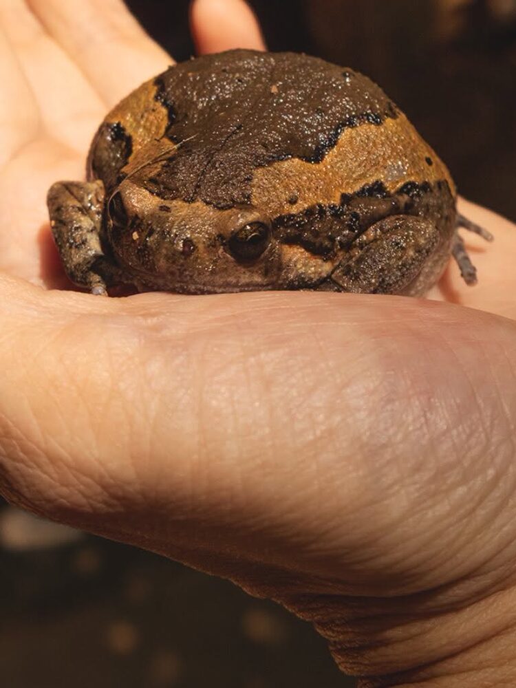 A Banded Bullfrog held in an open hand