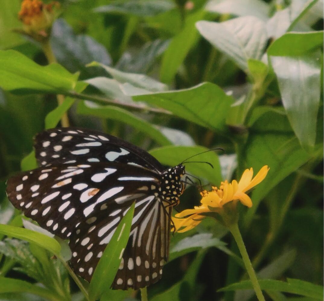 A Dark Blue Tiger butterfly feeding on a yellow flower