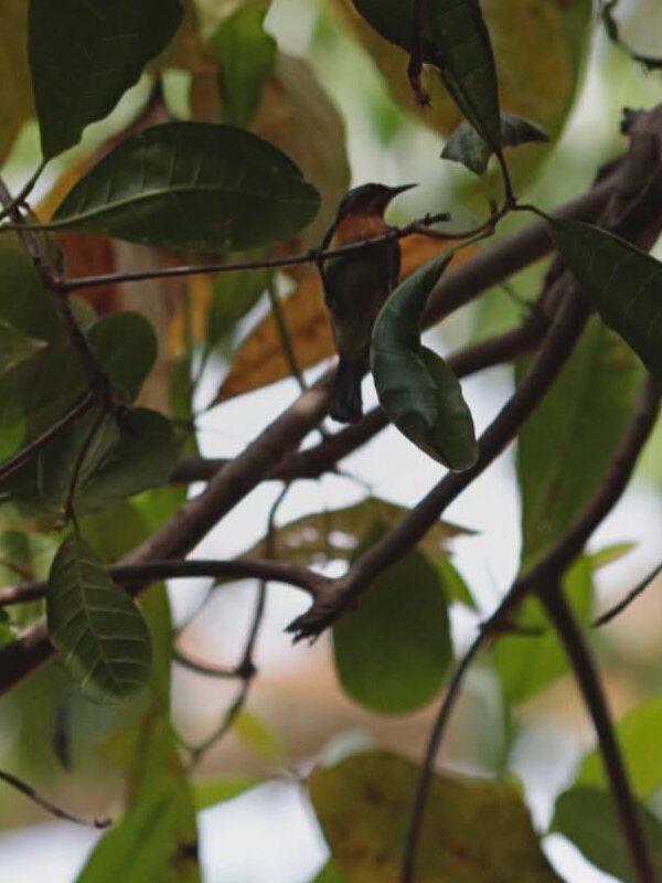 An Olive-backed Sunbird perched among leaves