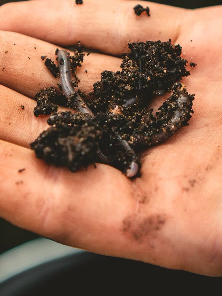 Earthworms in a handful of dark soil
