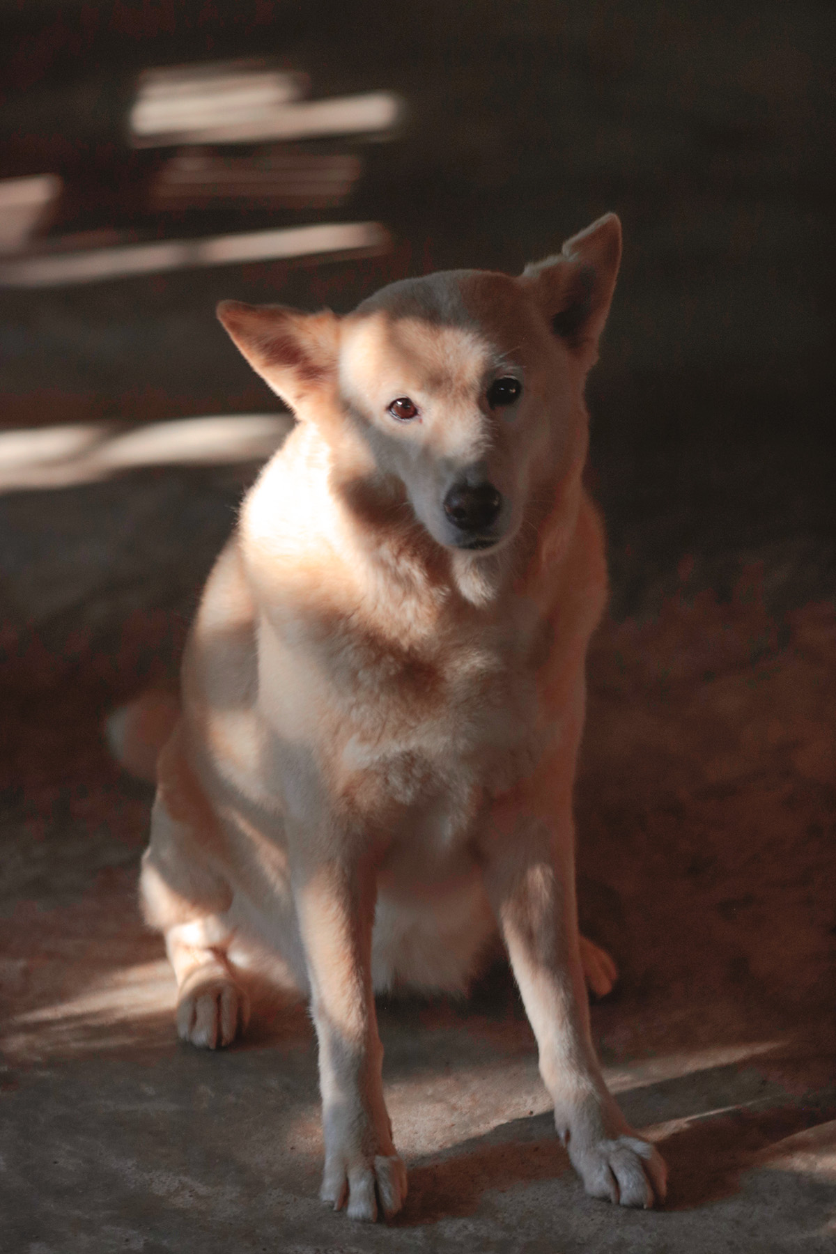 Lily, a dog of the mountain, sitting in the shade
