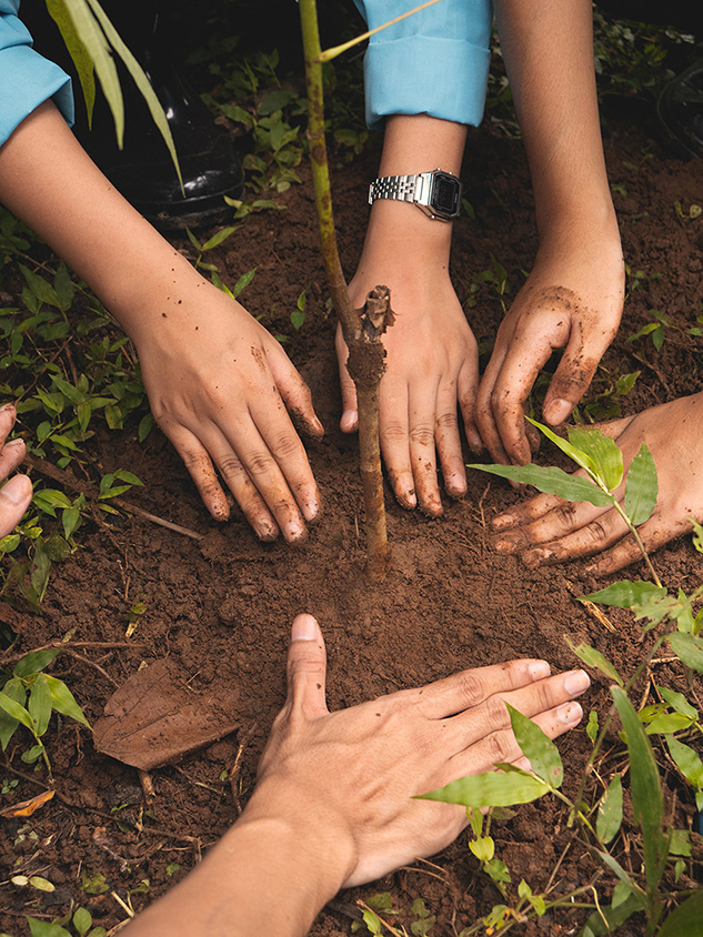 Volunteers planting trees during a reforestation day