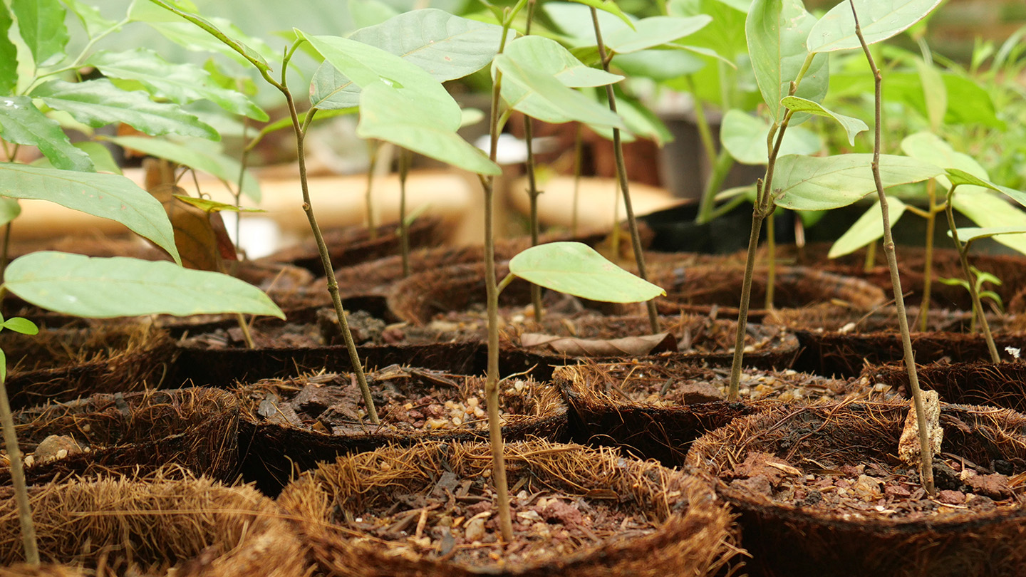 Young saplings growing in coconut-husk pots