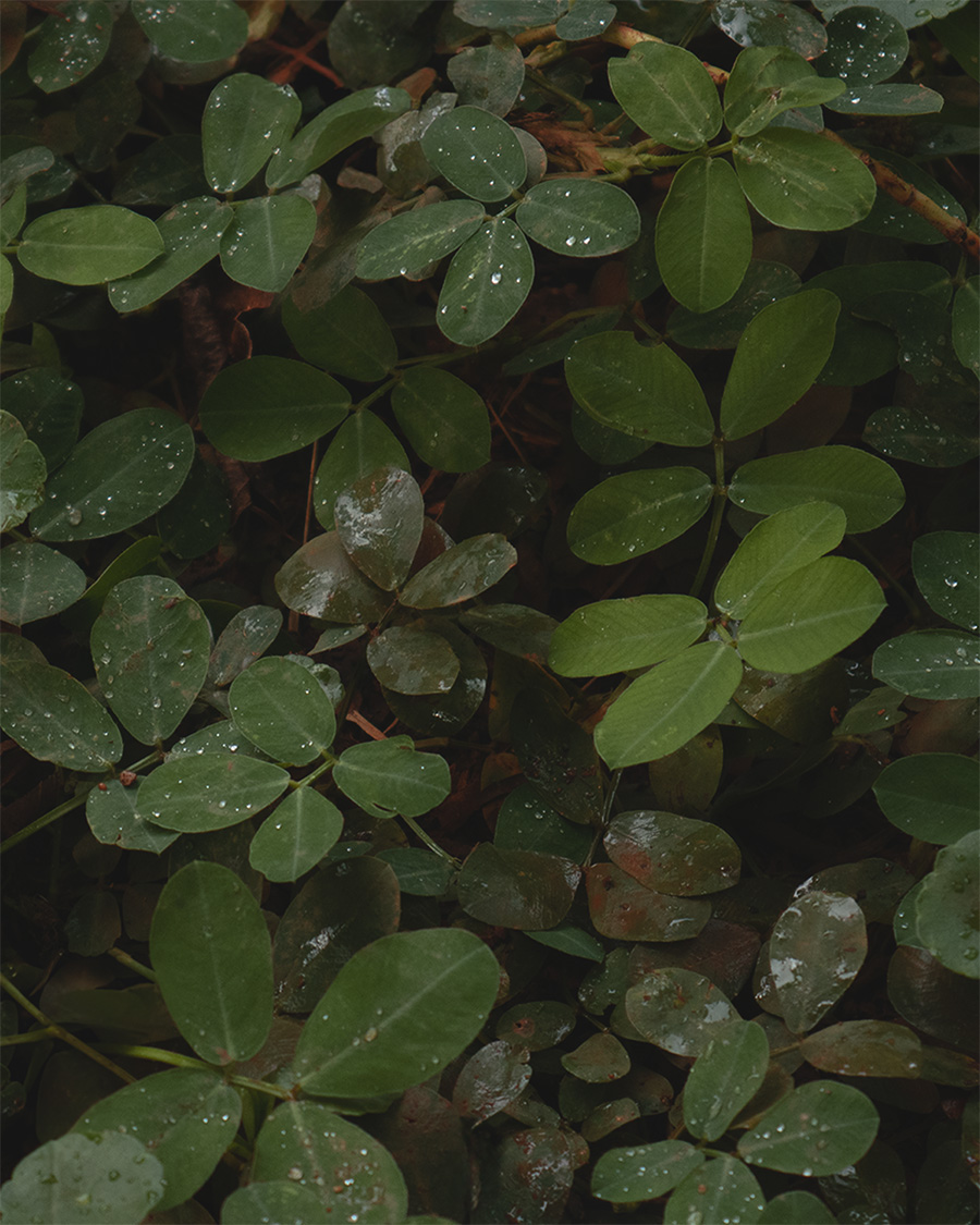 Pinto peanut ground cover