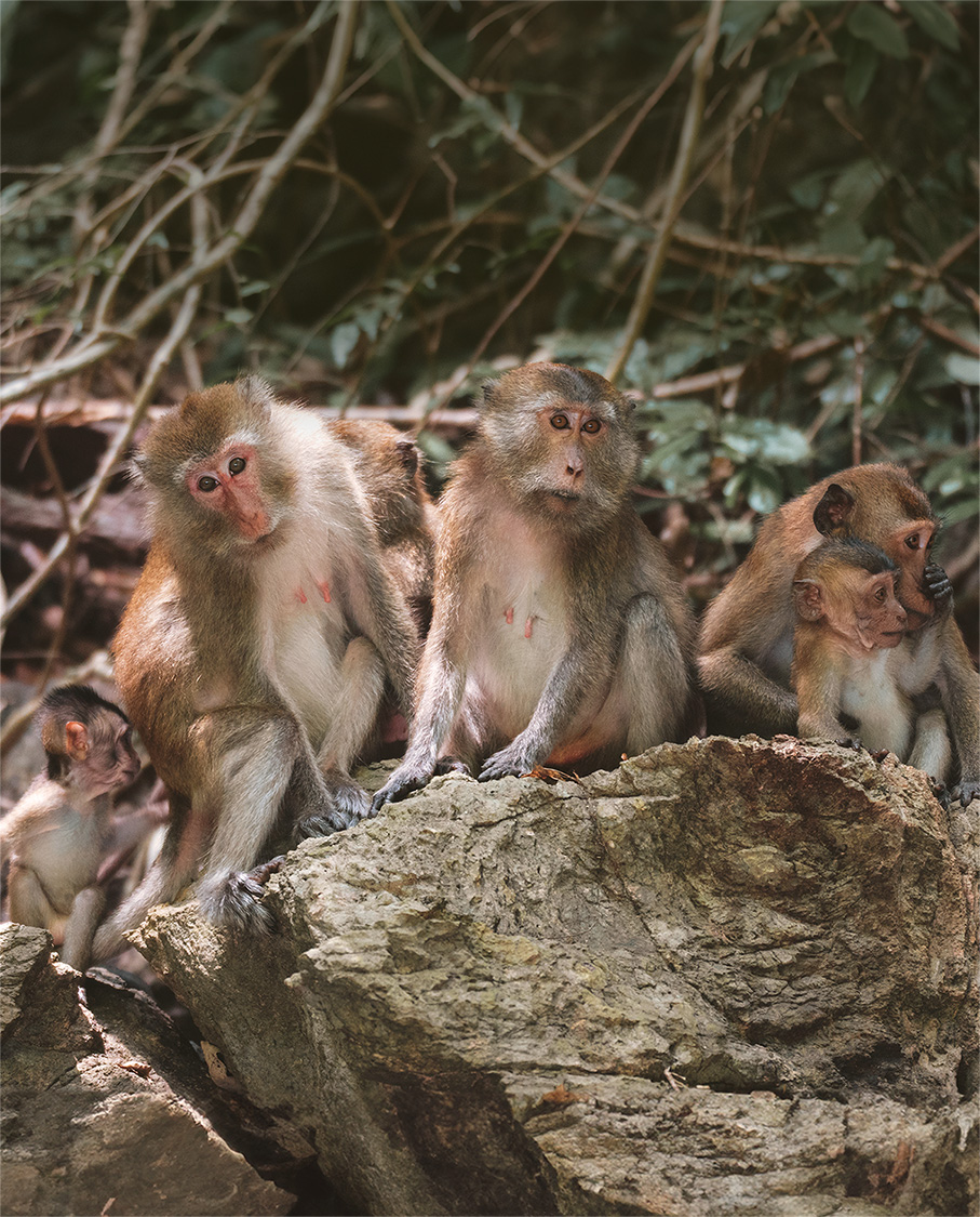 Macaques resting on a limestone boulder